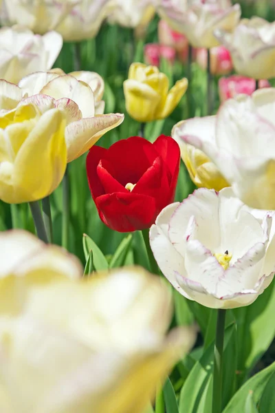 White tulips with one red standing out. — Stock Photo, Image
