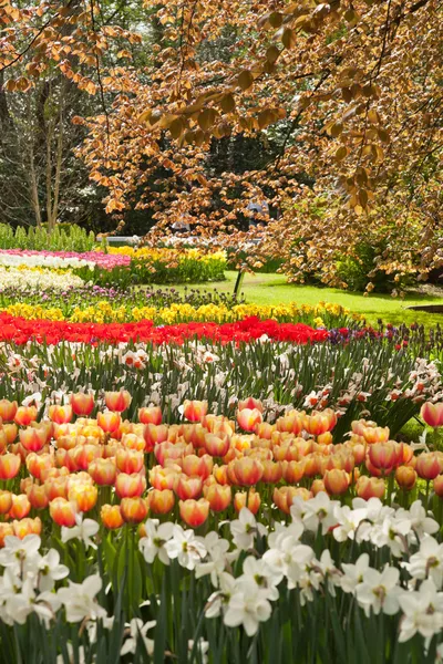 郁金香在春天的花园。库肯霍夫。利瑟。荷兰. — 图库照片