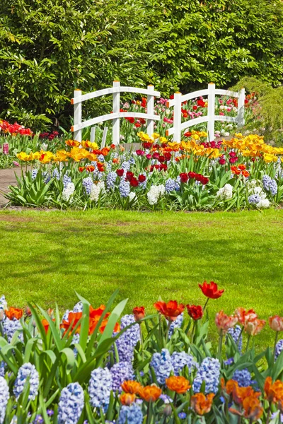 Flower garden with white bridge in spring. Keukenhof. Lisse. The — Stock Photo, Image