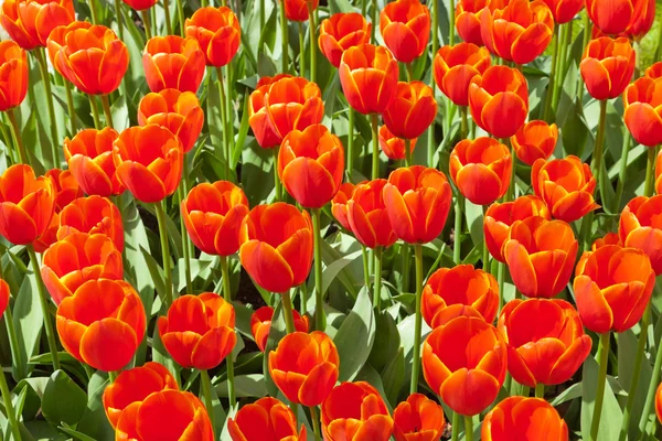 Tulipanes rojos en primavera. Vista superior . — Foto de Stock