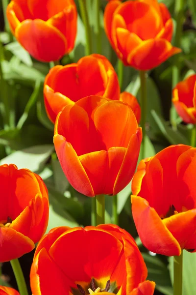 Gros plan des tulipes rouges au printemps. Vue du dessus . — Photo