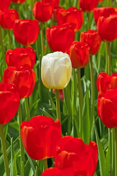 Tulipanes rojos con un blanco sobresaliendo . —  Fotos de Stock