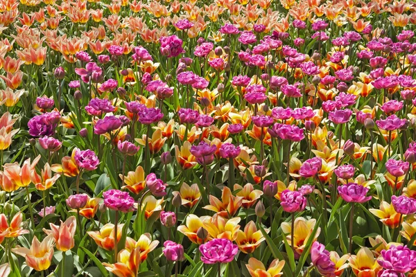 Tulips pink and orange in spring. — Stock Photo, Image