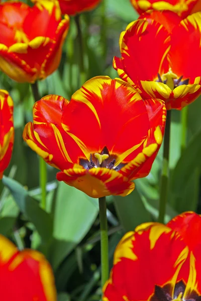 Close-up of red tulip in garden in spring. Keukenhof. Lisse. — Stock Photo, Image