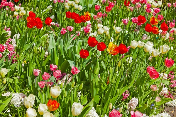 Tulpaner i olika färger på våren. — Stockfoto