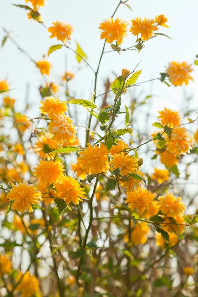 Flores de flor amarilla del árbol del jardín . —  Fotos de Stock