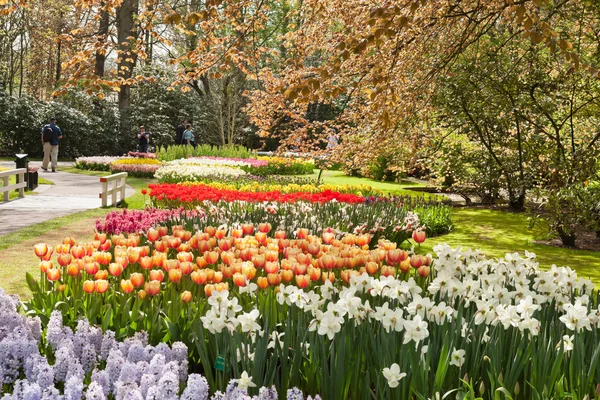 Tulip garden in spring. Keukenhof. Lisse. The Netherlands. — Stock Photo, Image