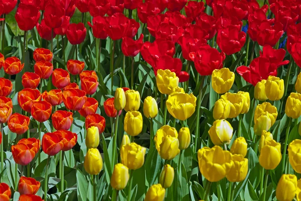 Tulipanes amarillos y rojos en jardín de primavera. Keukenhof. Lisse. . — Foto de Stock