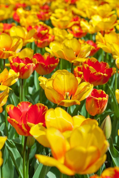 Gebied van gele en rode tulpen in het voorjaar van. — Stockfoto