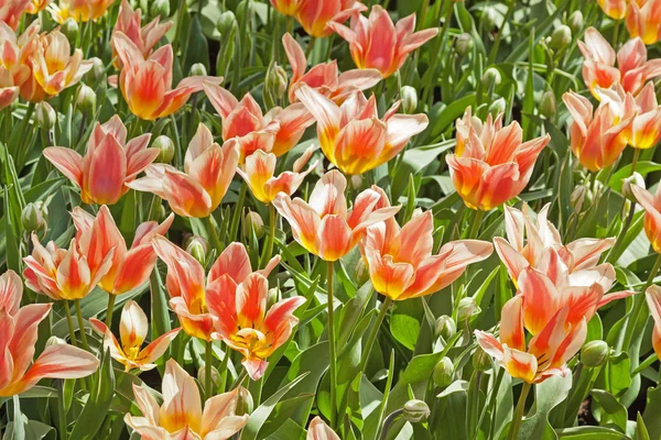 Pink tulips. — Stock Photo, Image