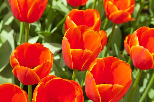 Közeli kép: piros tulipánok tavasszal. szemközti nézet. — Stock Fotó