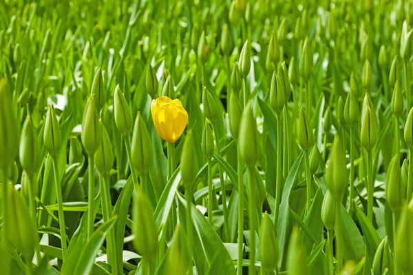 1 つの黄色の花が目立つと閉じたチューリップ. — ストック写真