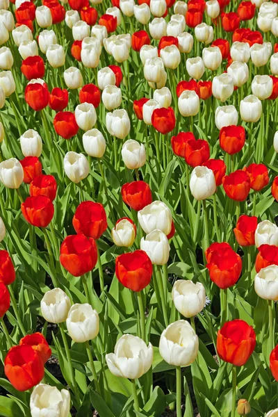 Tulipanes rojos y blancos en primavera . — Foto de Stock