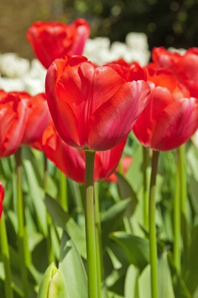 Tulipanes rojos en primavera. —  Fotos de Stock