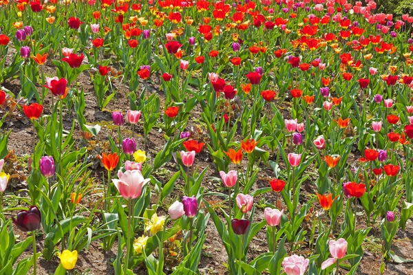 Tulips of different colors in spring. — Stock Photo, Image