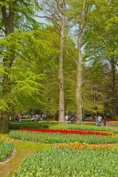 Blomma trädgård under våren med turister. Keukenhof. Lisse. — Stockfoto