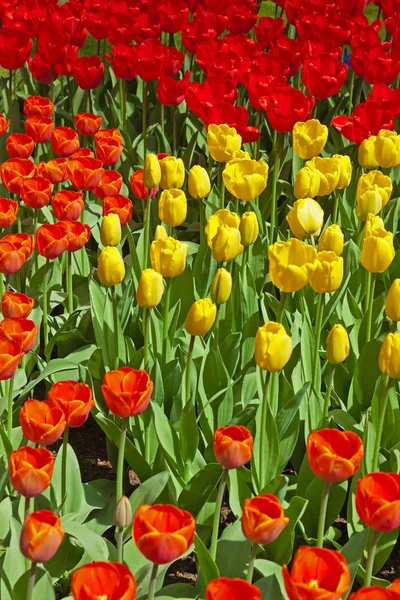 Gelbe und rote Tulpen im Frühlingsgarten. keukenhof. lisse. — Stockfoto