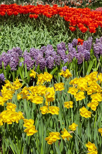 Giardino fiorito colorato in primavera. Keukenhof. Lisse. Paesi Bassi — Foto Stock