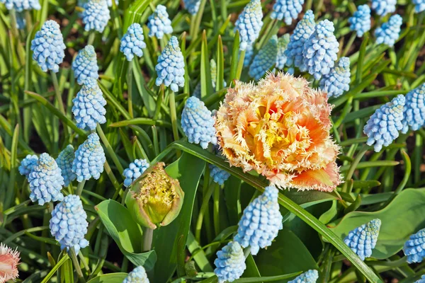 Blue bell flowers with one pink tulip standing out. Keukenhof. L — Stock Photo, Image