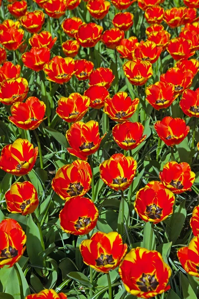 Rode gele tulpen in het voorjaar. bovenaanzicht. Keukenhof. Lisse. — Stockfoto