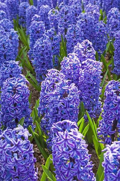 Campo di giacinti viola . — Foto Stock