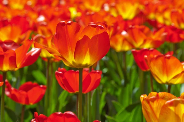 Gebied van rode tulpen met één in focus. lente. — Stockfoto