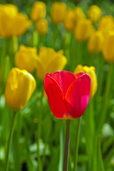 Yellow tulips with one red standing out. — Stock Photo, Image