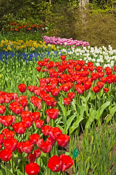 Flower garden in spring. Keukenhof. Lisse. The Netherlands. — Stock Photo, Image