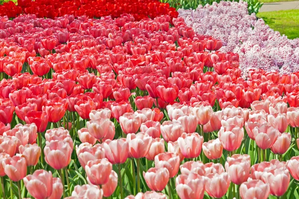 Tuin met roze en rood tulpen in het voorjaar van. — Stockfoto