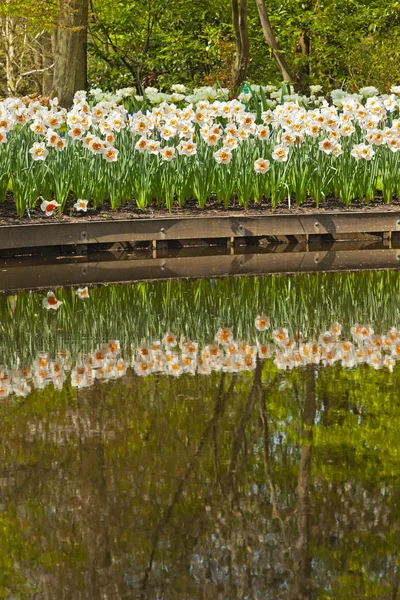 Narcisi ai margini dello stagno in parco con riflessi in acqua . — Foto Stock