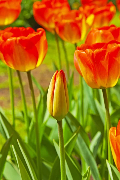 Tulipanes rojos en flor con uno cerrado sobresaliendo. Keukenhof. Lis. — Foto de Stock