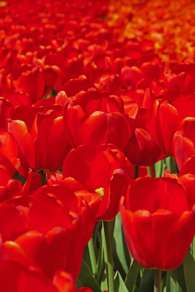 Gros plan des tulipes rouges dans le jardin du printemps. Keukenhof. Lisse . — Photo