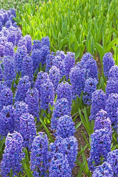 Câmpul de hiacinți violet . — Fotografie, imagine de stoc