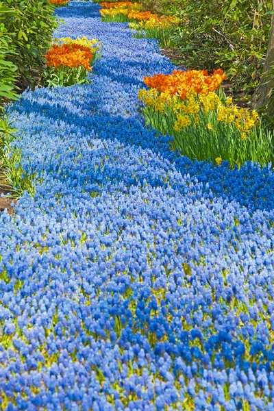 Sinos azuis na primavera . — Fotografia de Stock