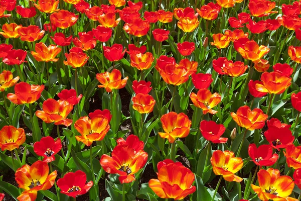 Campo de tulipanes rojos vista superior. Primavera . — Foto de Stock