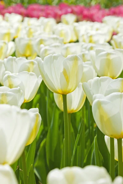 Campo di tulipani bianchi con uno a fuoco in primavera . — Foto Stock