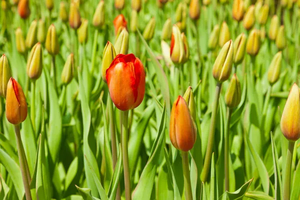 Tulipanes cerrados con un rojo abierto sobresaliendo . — Foto de Stock