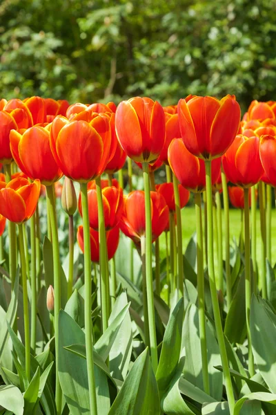 Red tulips in spring. — Stock Photo, Image