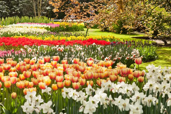Tulip garden in spring. Keukenhof. Lisse. The Netherlands. — Stock Photo, Image
