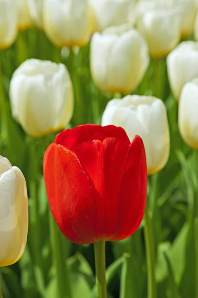 Tulipas brancas com um vermelho se destacando . — Fotografia de Stock