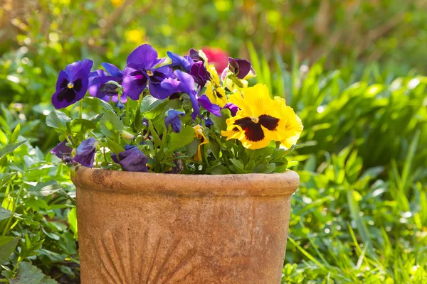 Small pansies or viola planted in clay pots in the springtime ga — Stock Photo, Image