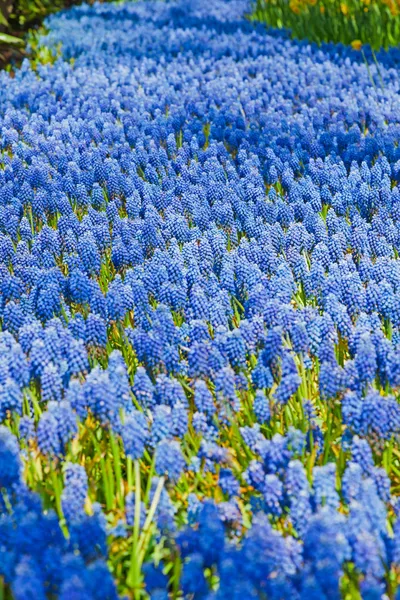 Clopotele albastre primăvara . — Fotografie, imagine de stoc