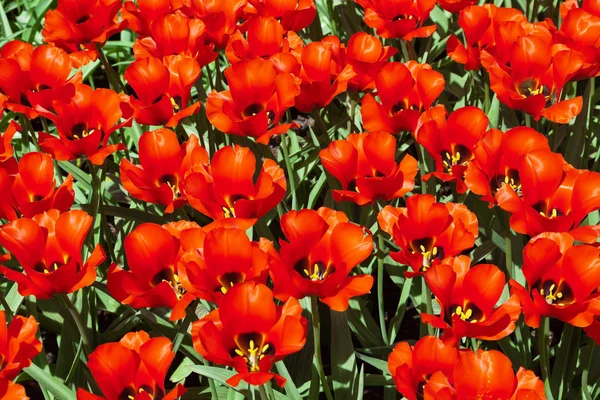 Campo de tulipas vermelhas na primavera. Vista superior . — Fotografia de Stock