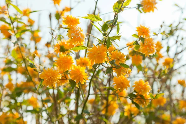 Yellow blossom flowers of garden tree. — Stock Photo, Image