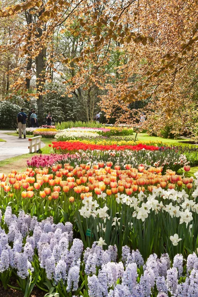 春のチューリップの庭。キューケンホフ公園。リスセ。オランダ. — ストック写真