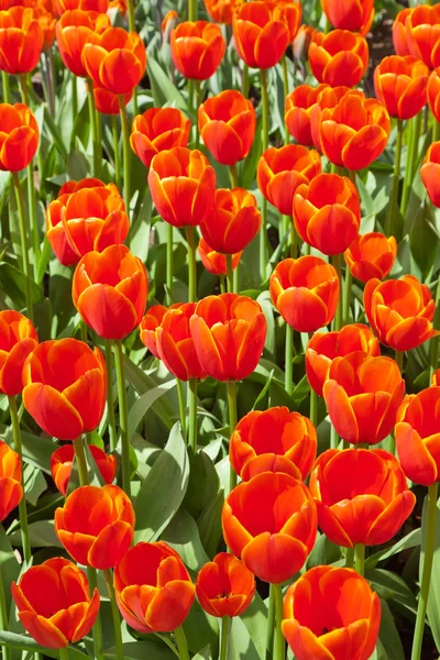 Des tulipes rouges au printemps. Vue du dessus . — Photo