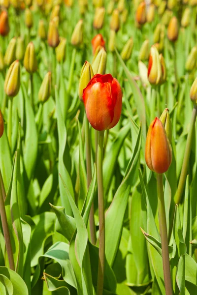 Tulipanes cerrados con un rojo abierto sobresaliendo . —  Fotos de Stock