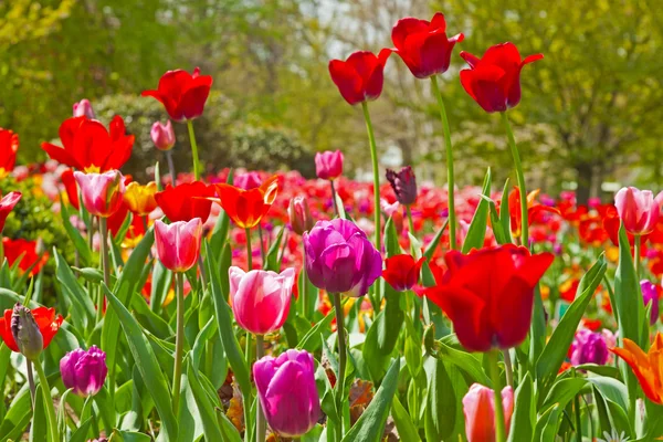 Renkli Lale çiçek ile bahar bahçe. Keukenhof. Lisse. — Stok fotoğraf