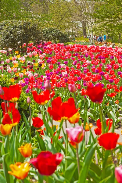 Colorful spring tulip garden with tourists in the background. Ke — Stock Photo, Image