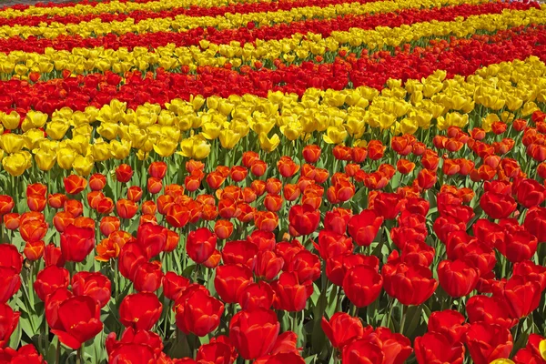 Rode en gele tulpen in lentetuin. Keukenhof. Lisse. — Stockfoto